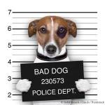 HAHD_mugshot-dog